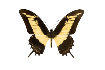 machaon butterfly isolated on a white