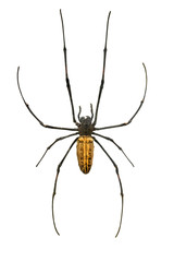 Giant Wood Spider (Nephila maculata) isolated on a white