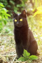 Naklejka na ściany i meble Cute black cat with yellow eyes sitting in green grass outdoors