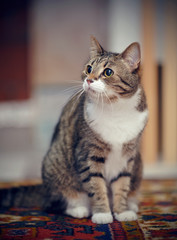 The striped cat with white paws, sits on a carpet.