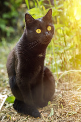 Naklejka na ściany i meble Cute black cat with yellow eyes and insight look sitting outdoors in sunlight