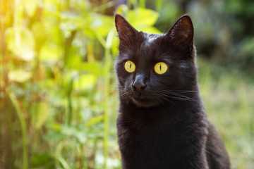Beautiful bombay black cat portrait with yellow eyes, copy space