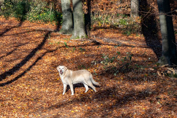 Naklejka na ściany i meble labrador dog enjoys the walk in the autumn colored forest