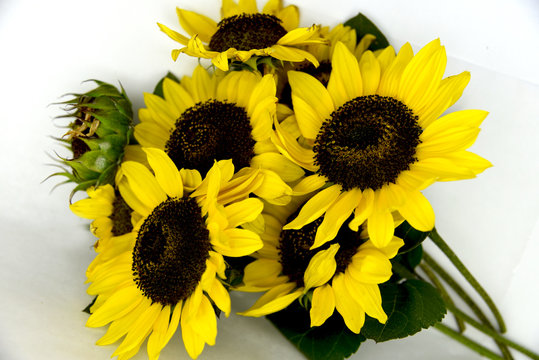 bright bouquet of sunflowers on white background