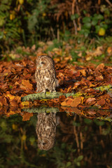 Tawny owl, Strix aluco