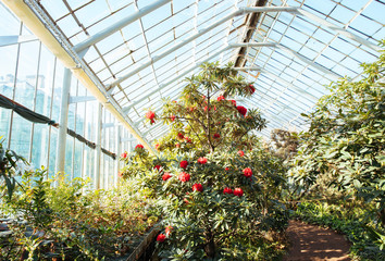 Tropical greenhouse with evergreen flowering plants, blooming azaleas on sunny day with beautiful light, indoors. Exotic plants in old botanical garden, horizontal