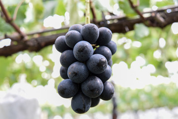 ナガノパープル