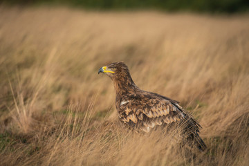 Steppe eagle, Aquila nipalensis