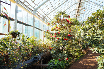 Tropical greenhouse with evergreen flowering plants, blooming azaleas on sunny day with beautiful light, indoors. Exotic plants in old botanical garden, horizontal