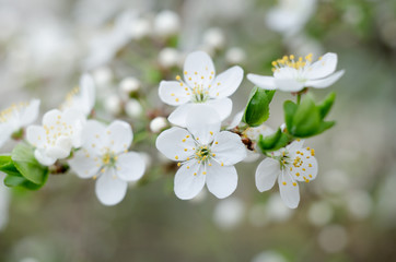 Plum tree blossoms. White spring flowers close-up. Soft focus spring seasonal background. Vintage photo.