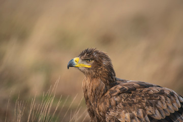 Steppe eagle, Aquila nipalensis