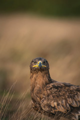 Steppe eagle, Aquila nipalensis,