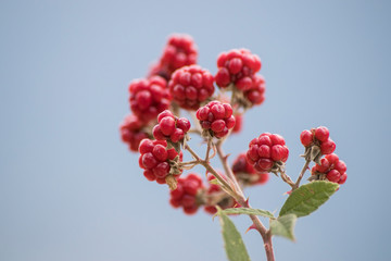 Red wild raspberries with green leaves in a blue sky