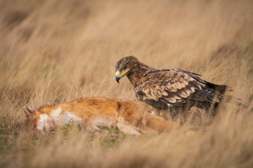 Steppe eagle, Aquila nipalensis,