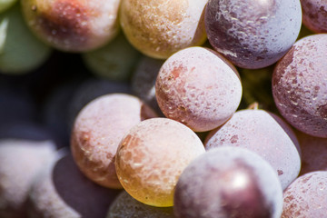 Detailed grapes of a vineyard during summer