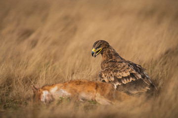 Steppe eagle, Aquila nipalensis,