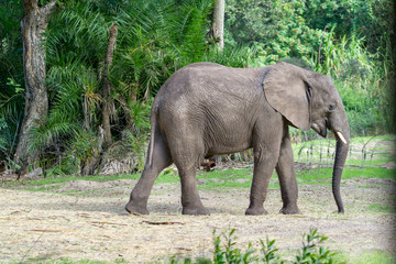 Happy large Elephant walking at the Zoo