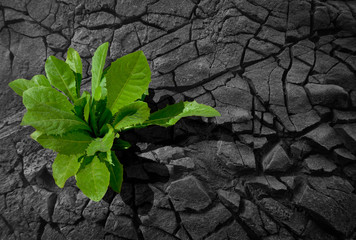 A tree growing on cracked ground