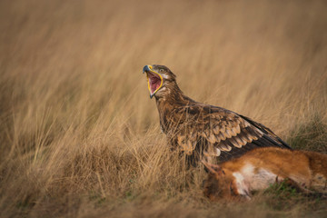 Steppe eagle, Aquila nipalensis,