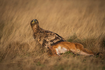 Steppe eagle, Aquila nipalensis,
