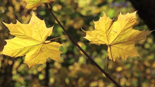 Gelbe Bl&auml;tter eine Ahornbaumes bewegen sich im Wind, full HD 1080p Video Footage 25 fps , Zeitraffer