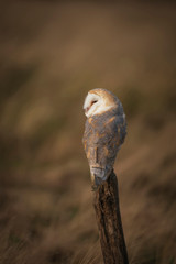 Barn owl.