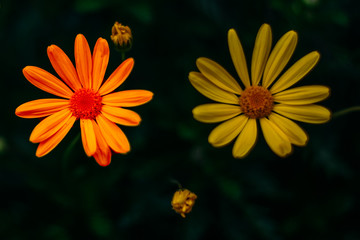 Flores de diferentes colores