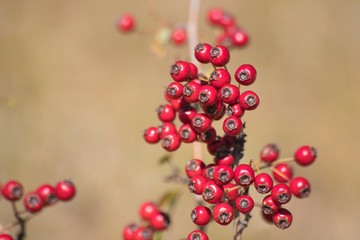Branch full of red berries during autumn