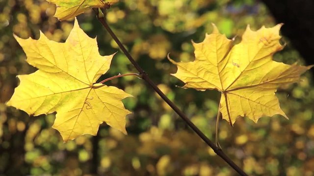Gelbe Bl&auml;tter eine Ahornbaumes bewegen sich im Wind, full HD 1080p Video Footage 25 fps