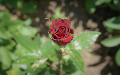 red rose