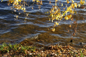 gelb verfärbte Birkenblätter an Ästen