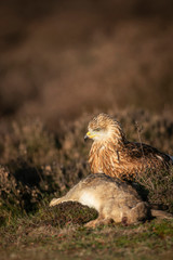 Red kite, Milvus milvus,
