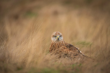 Red kite, Milvus milvus,