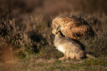 Red kite, Milvus milvus