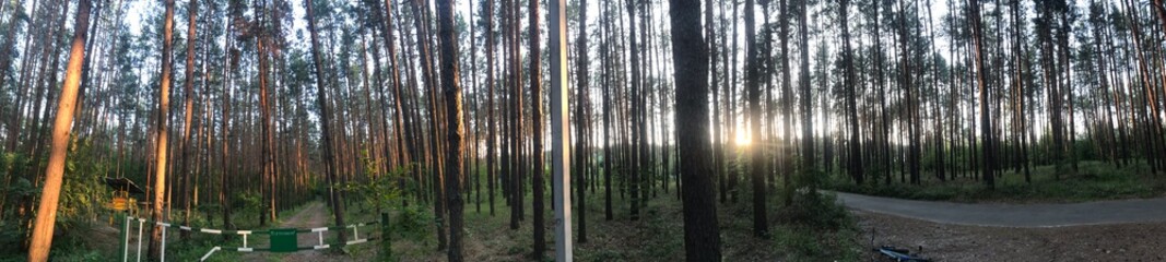 reflection of trees in water