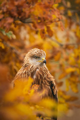 Red kite, Milvus milvus