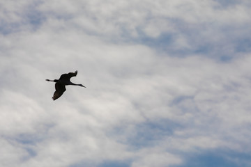 A single sandhill crane silhouette against a blue cloudy sky