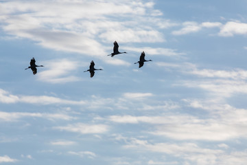 A flock of sandhill cranes silhouetted against a blue cloudy sky