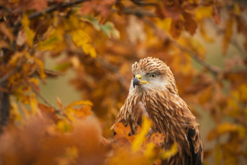 Red kite, Milvus milvus