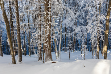 Pine trees covered with snow on frosty evening. Beautiful Carpathian winter panorama