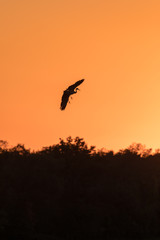 Fototapeta na wymiar Silhouette of a landing sandhill crane