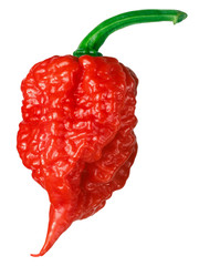 Carolina reaper chile pepper, whole pod