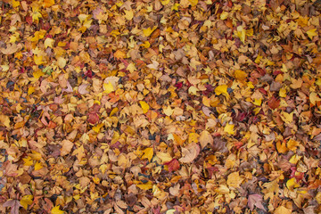 Autumn fallen leaves background.