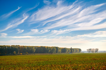 beautiful sky, field and forest in far in autumn season, bright sunlight and cirrus clouds