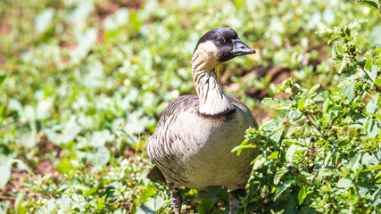 Nene, die Hawaii-Gans