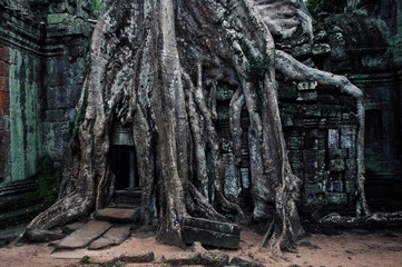 one of the most famous temple where the rainforest is merged and rooted inside the building