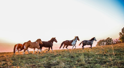 Obraz premium Chevaux en liberté