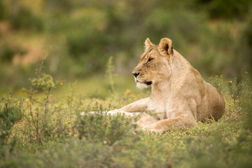 Fototapeta premium Lioness