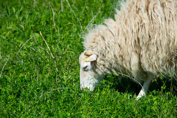 Obraz premium flock of skudde sheep. skudde are one of the oldest domesticated sheep races and listed in the IUCN red list of threatened species