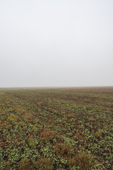 sloping field in thick fog on an autumn morning